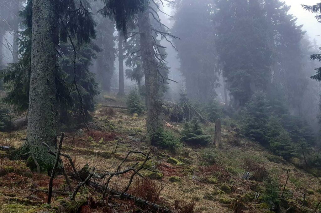 Pozorovanie divočiny Horehronie prales